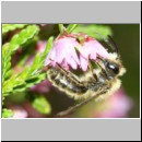 Andrena fuscipes - Heidekraut-Sandbiene w06b 10mm -Sandgrube Niedringhaussee det.jpg